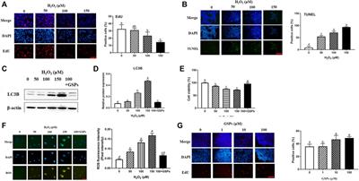 Protective Effect of Grape Seed Proanthocyanidins on Oxidative Damage of Chicken Follicular Granulosa Cells by Inhibiting FoxO1-Mediated Autophagy